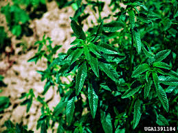 weed in Tarnowskie Góry