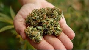 weed in Poznań
