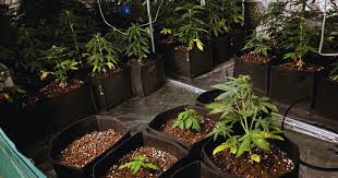 weed in Barcelona