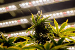 weed in Legionow