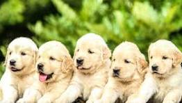 dog & Puppies for sale in Los Angeles