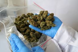 weed in Vic–Manlleu