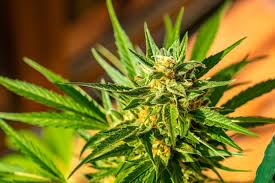 weed in Piekary Śląskie