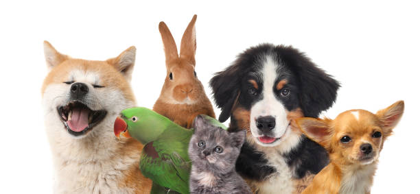 Pet's for sale in Indianapolis