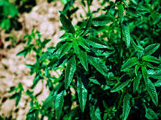 weed in Gandia